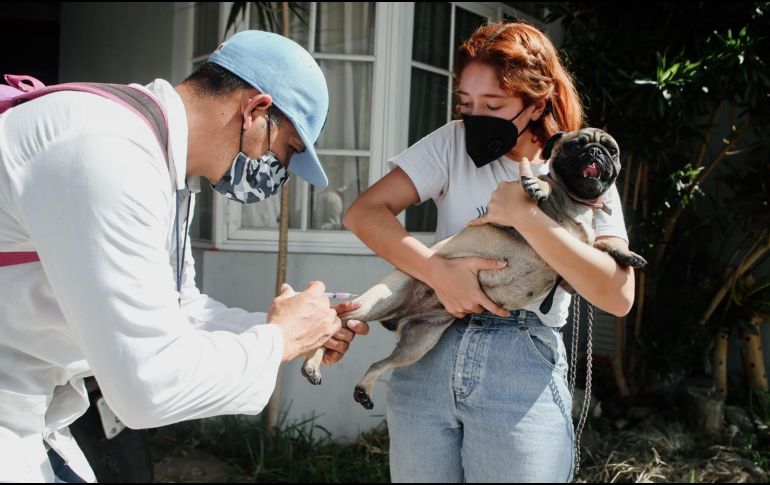 Bienestar Animal es la dependencia municipal enfocada en garantizar el trato digno, la salud y la protección de los animales, promoviendo la tenencia responsable, la adopción y la convivencia armónica. EL INFOMADOR/ARCHIVO