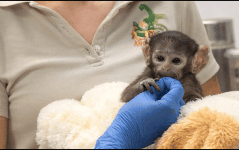 Yuji ha causado sensación en redes sociales debido a que sus cuidadoras le colocaron un peluche de changuito color café, muy similar al del mono de siete meses Punch, de Japón. CORTESÍA/ Zoológico Guadalajara