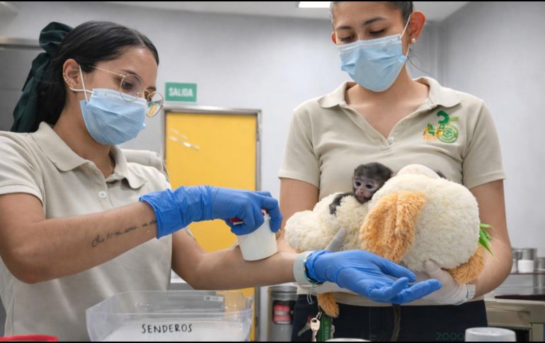 Yuji ha causado sensación en redes sociales debido a que sus cuidadoras le colocaron un peluche de changuito color café, muy similar al del mono de siete meses Punch, de Japón. CORTESÍA/ Zoológico Guadalajara
