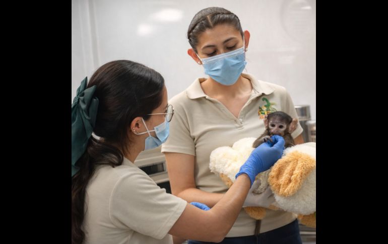 Yuji ha causado sensación en redes sociales debido a que sus cuidadoras le colocaron un peluche de changuito color café, muy similar al del mono de siete meses Punch, de Japón. CORTESÍA/ Zoológico Guadalajara
