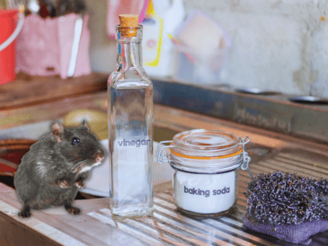 El aroma penetrante de este ingrediente actúa como un repelente natural, lo que dificulta que las ratas regresen a la zona tratada. ESPECIAL / CANVA