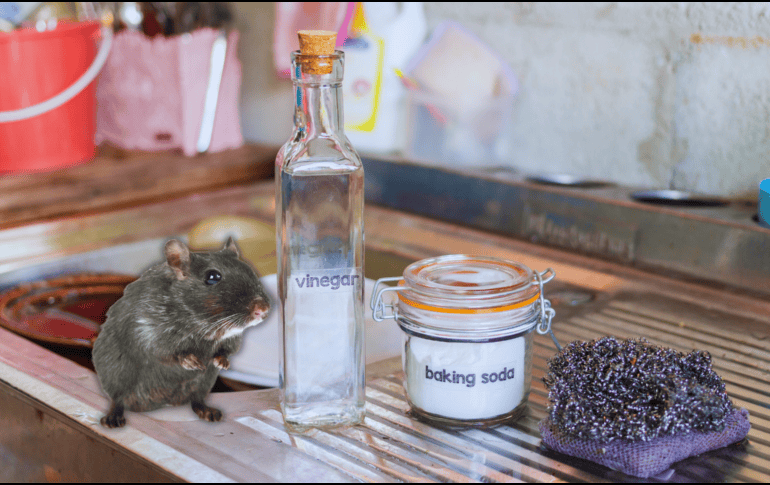 El aroma penetrante de este ingrediente actúa como un repelente natural, lo que dificulta que las ratas regresen a la zona tratada. ESPECIAL / CANVA