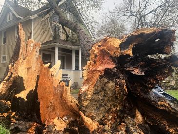 Un árbol arrancado de raíz se apoya en una vivienda tras una fuerte tormenta en Ann Arbor, Michigan. AP/M. Householder