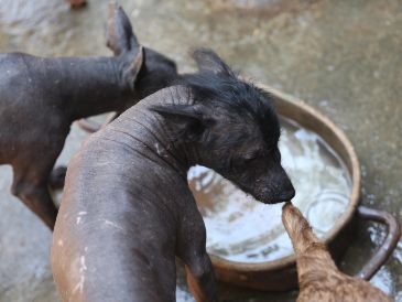 El Xoloitzcuintle experimentó un renacimiento cultural en el siglo XX gracias al movimiento muralista. EFE/S. Gutiérrez