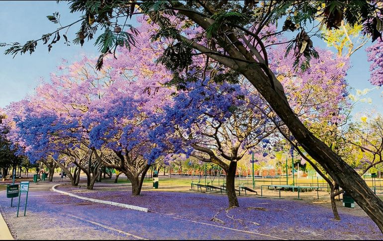 El cambio se vuelve evidente en recorridos cotidianos: trayectos en bicicleta, caminatas al atardecer o paseos que encuentran en la sombra de los árboles un respiro frente a las altas temperaturas. ESPECIAL