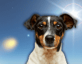 Las mascotas no controlan su temperatura de la misma forma que los humanos. ESPECIAL/Canva/Unsplash