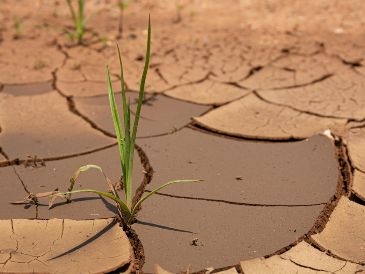 Este proyecto refleja el valor de la coordinación trinacional para transformar desafíos que trascienden fronteras en oportunidades para impulsar la paz y el desarrollo. UNSPLASH / C. BADENHORST