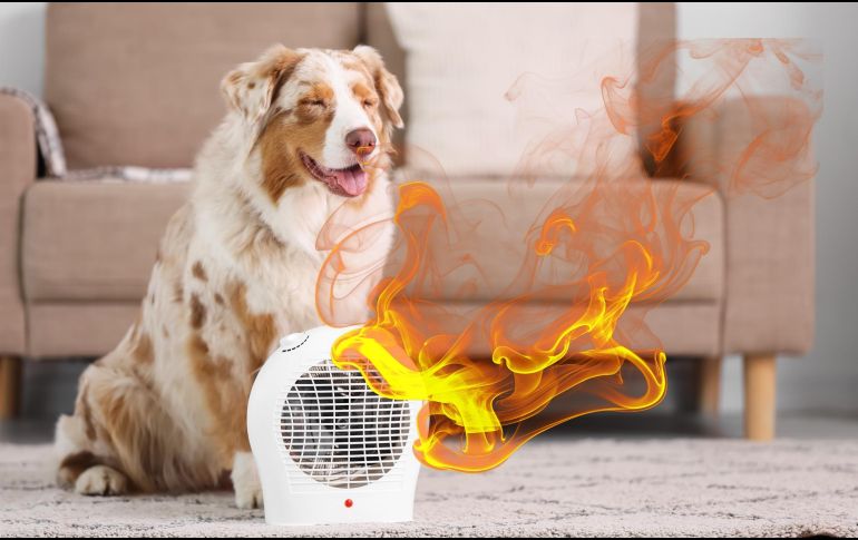 Para actuar con rapidez, es importante que los dueños sepan identificar cuándo su mascota está sufriendo por las altas temperaturas. ESPECIAL / CANVA