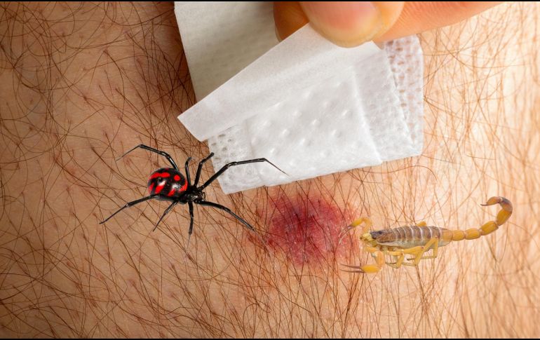 Los expertos en toxicología y Protección Civil coinciden en que los primeros auxilios correctos en casa son el primer eslabón para salvar vidas. ESPECIAL / CANVA