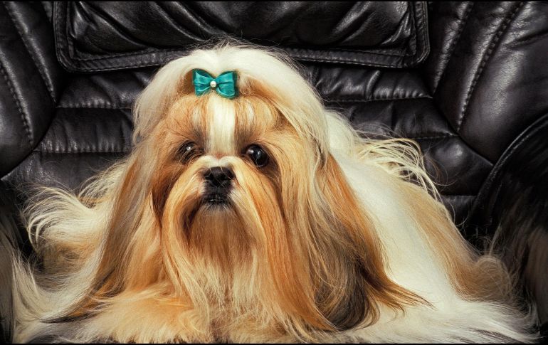 Así que ahora ya lo sabes: adoptar un perro es una decisión que cambia la dinámica de cualquier hogar. ESPECIAL / CANVA