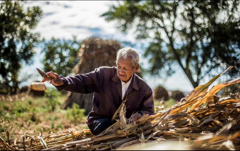 El costo del maís, presionado por el alza de los combustibles y fertilizantes, tiene relación con la guerra en Medio Oriente. EL INFORMADOR/Archivo