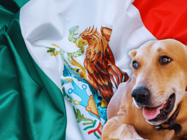 El famoso perro "amarillo" que todos hemos visto en la calle alguna vez ha sido reconocido por la Procuraduría de Propaem como una raza mexicana, ahora conocida como "Caramelo". ESPECIAL / CANVA