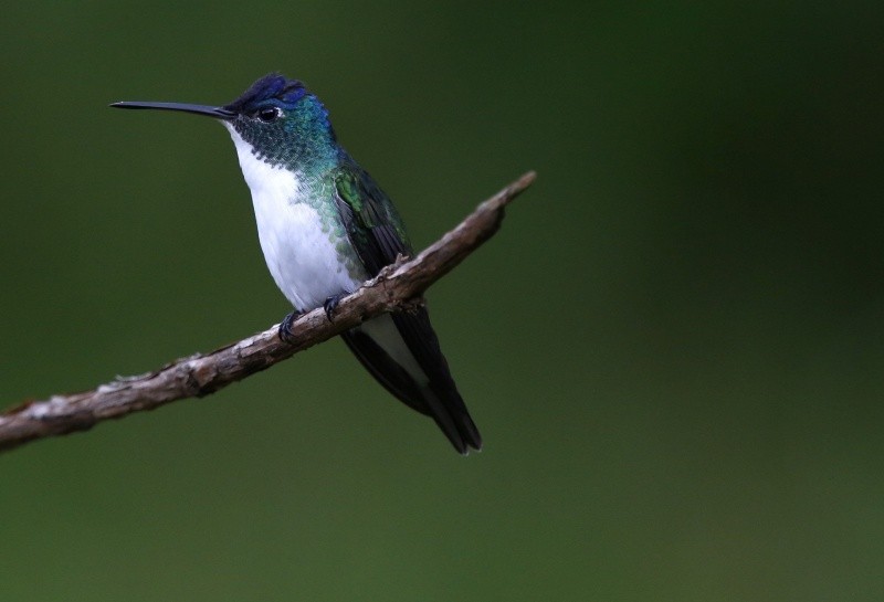  Recibir a un colibrí en tu casa es un maravilloso regalo de la naturaleza que combina a la perfección la magia de las creencias ancestrales con la responsabilidad ecológica moderna. EFE / ARCHIVO&nbsp;