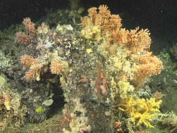 La desaparición de los corales coincidió con una fase prolongada de La Niña. EFE/Fundación Charles Darwin