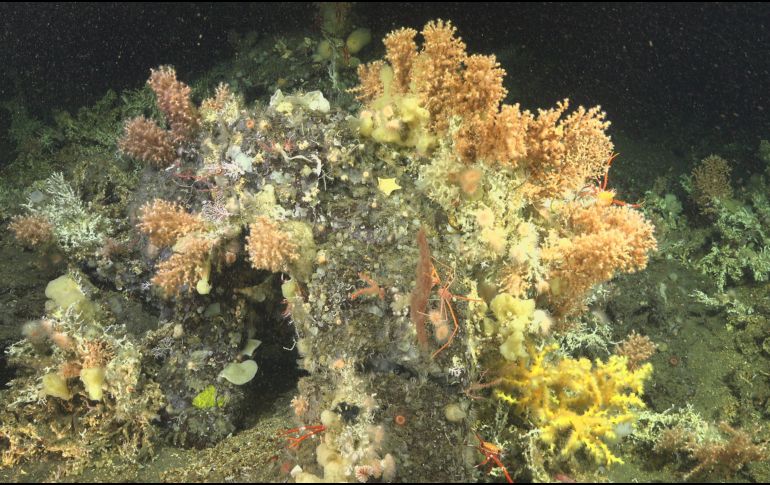 La desaparición de los corales coincidió con una fase prolongada de La Niña. EFE/Fundación Charles Darwin