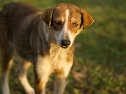 Los perritos amarillos que ves en las taquerías ahora son una raza mexicana más. PEXELS