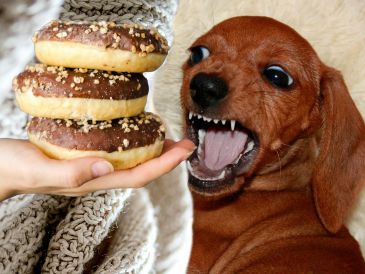 Conocer esta información no solo previene visitas de urgencia, sino que literalmente puede salvar la vida de tu mejor amigo de cuatro patas. ESPECIAL / CANVA