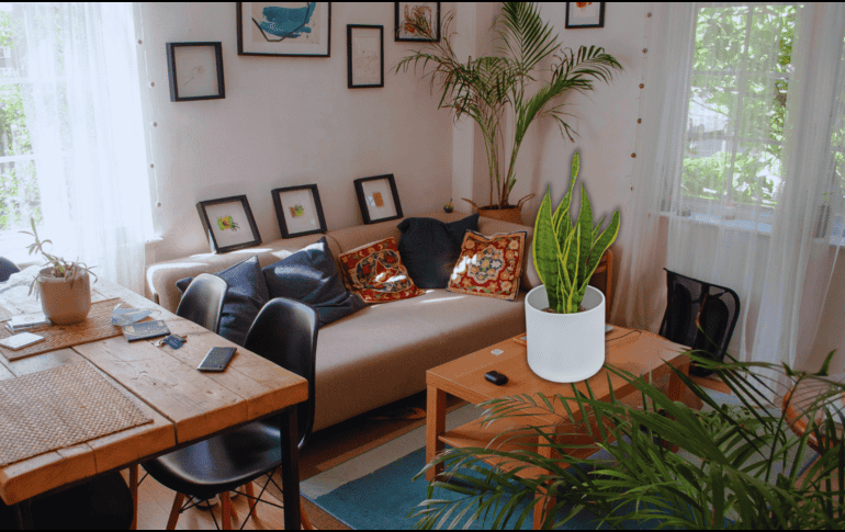 Las plantas actúan como filtros naturales que purifican el ambiente cerrado de los departamentos modernos, eliminando toxinas comunes del aire y mejorando la oxigenación nocturna. ESPECIAL / CANVA