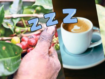 ¿Cómo es posible que el estimulante más famoso del mundo te envíe directo a la cama en lugar de mantenerte alerta? Aquí una breve explicación. SUN / ARCHIVO / UNSPLASH / J. Yap