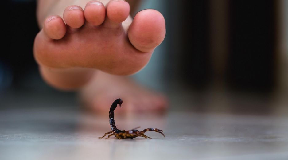 El aumento de temperatura ya se siente en Guadalajara y, con él, también crecen los incidentes por fauna ponzoñosa. ESPECIAL / CANVA