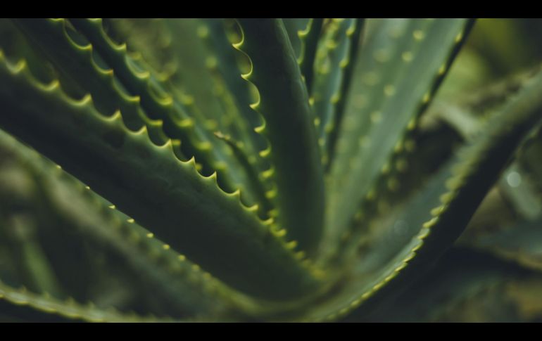 El consumo de la sábila en forma de agua o jugo ha ganado popularidad por ser un complemento para la alimentación saludable. ESPECIAL/PIXABAY