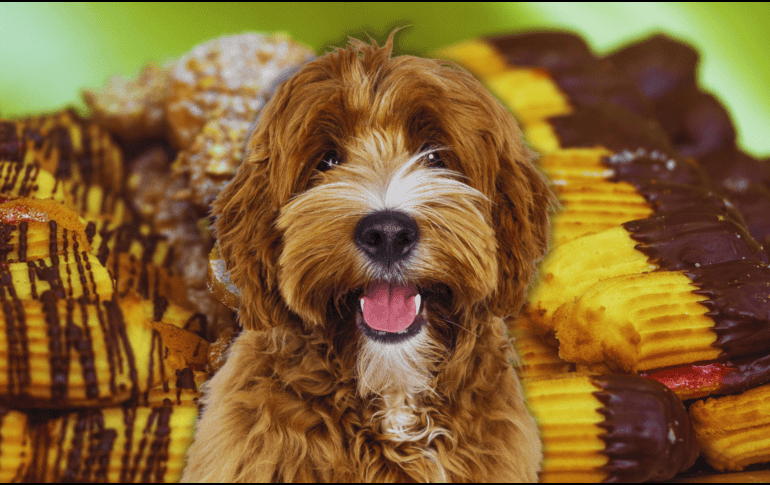 El chocolate se posiciona como el enemigo público número uno de los perros debido a la teobromina, un compuesto alcaloide que los caninos metabolizan con extrema lentitud. ESPECIAL / CANVA