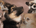 Muchos perros mestizos en refugios tienen temperamentos nobles y amorosos, ideales para familias. A veces, el mejor compañero no está en una raza famosa, sino esperando una segunda oportunidad. CANVA