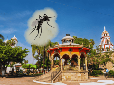 Conocer cuándo comienza la invasión del mosquito en tu colonia es vital hoy para limpiar tu hogar, evitar contagios graves de dengue y proteger a tu familia antes de que sea demasiado tarde. EL INFORMADOR / ARCHIVO