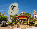 Conocer cuándo comienza la invasión del mosquito en tu colonia es vital hoy para limpiar tu hogar, evitar contagios graves de dengue y proteger a tu familia antes de que sea demasiado tarde. EL INFORMADOR / ARCHIVO