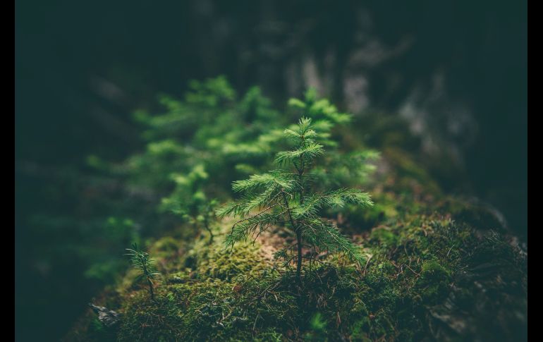 Las plantas son muy perceptivas y han evolucionado para detectar y responder a los estímulos de su entorno. UNSPLASH / M. SMITH