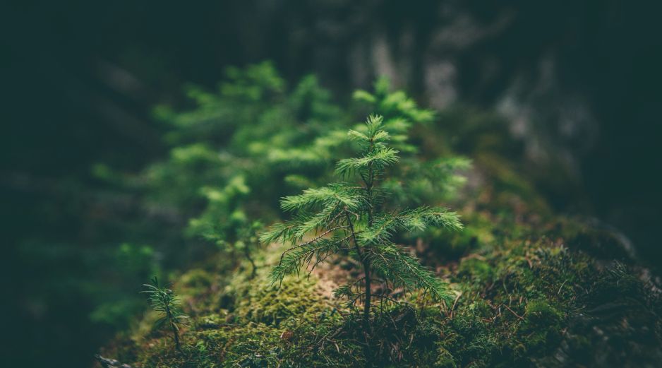 Las plantas son muy perceptivas y han evolucionado para detectar y responder a los estímulos de su entorno. UNSPLASH / M. SMITH