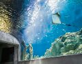 Acuario Michin, este centro de conservación y aprendizaje ambiental alberga más de 300 especies y nueve mil ejemplares, incluyendo tiburones, rayas, cocodrilos y corales; sus pabellones temáticos harán de esta visita una experiencia inigualable. ESPECIAL
