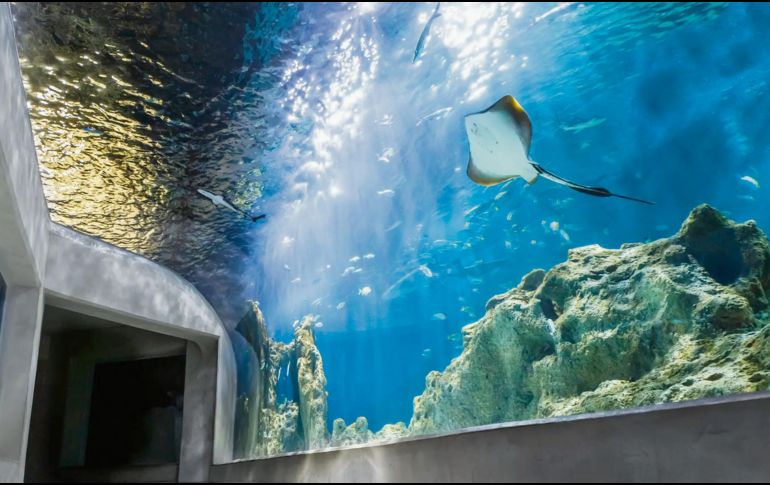 Acuario Michin, este centro de conservación y aprendizaje ambiental alberga más de 300 especies y nueve mil ejemplares, incluyendo tiburones, rayas, cocodrilos y corales; sus pabellones temáticos harán de esta visita una experiencia inigualable. ESPECIAL