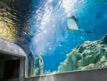 Acuario Michin, este centro de conservación y aprendizaje ambiental alberga más de 300 especies y nueve mil ejemplares, incluyendo tiburones, rayas, cocodrilos y corales; sus pabellones temáticos harán de esta visita una experiencia inigualable. ESPECIAL