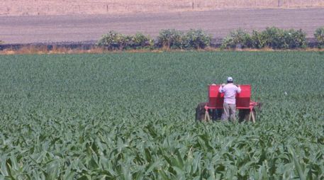 Alza de fertilizantes golpea al campo mexicano