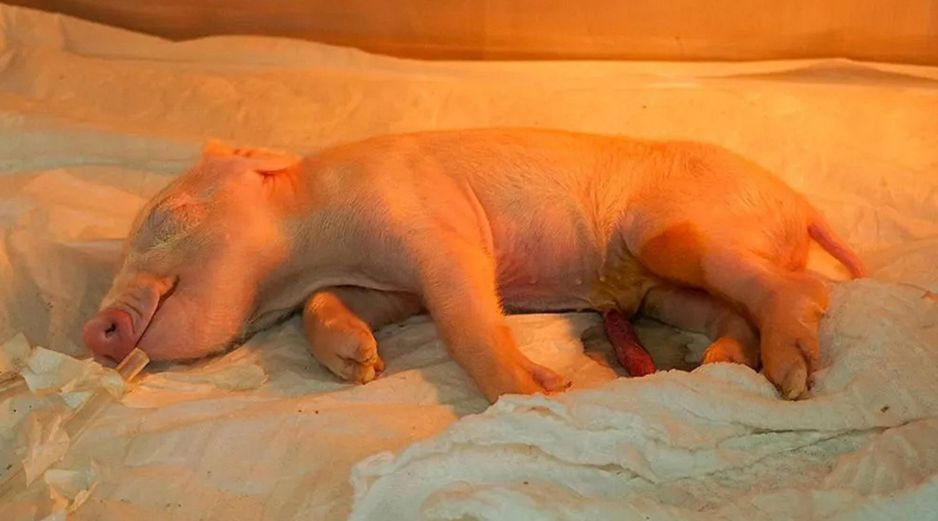 Los especímenes clonados se mantendrán en dos laboratorios pioneros en la producción clínica de cerdos en Latinoamérica. EFE/DOCME