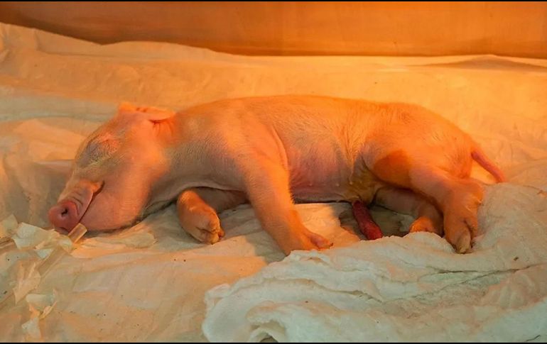 Los especímenes clonados se mantendrán en dos laboratorios pioneros en la producción clínica de cerdos en Latinoamérica. EFE/DOCME