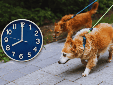 Para garantizar la absoluta seguridad de tu mascota, los paseos matutinos deben realizarse estrictamente antes de las 09:00 horas. ESPECIAL / CANVA