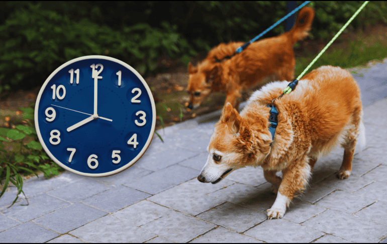 Para garantizar la absoluta seguridad de tu mascota, los paseos matutinos deben realizarse estrictamente antes de las 09:00 horas. ESPECIAL / CANVA