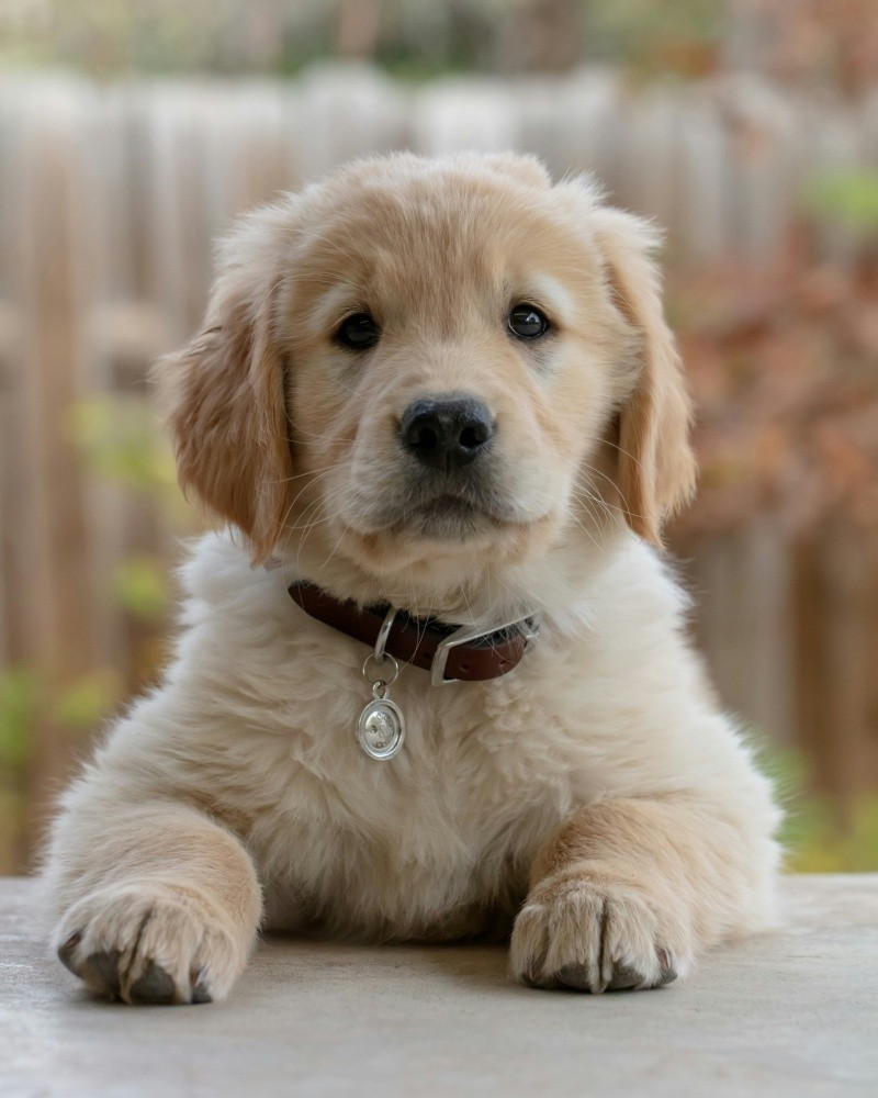 &nbsp;Los Labrador Retriever y el Golden Retriever, dos gigantes de corazón noble. UNSPLASH / B. STEPHAN