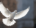 Asociada a la paz y la tranquilidad, la paloma blanca tiene una fuerte carga simbólica. CANVA