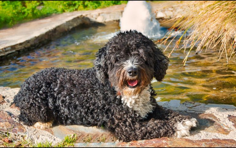 PERRO DE AGUA ESPAÑOL. Su pelaje rizado actúa como una red que atrapa el pelo muerto de forma natural. ESPECIAL / CANVA