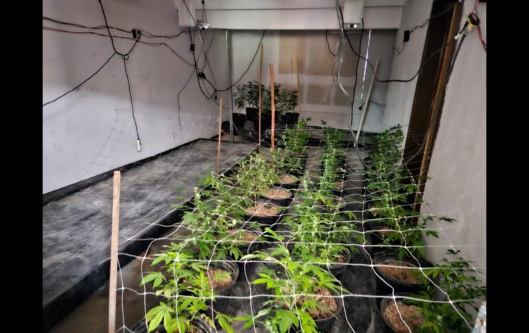 Las autoridades continúan con las averiguaciones correspondientes para dar con el paradero de las personas responsables de las plantas de mariguana. ESPECIAL / SSE