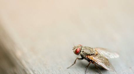 Esta biofábrica fortalecerá la capacidad del país para controlar y erradicar la plaga. UNSPLASH