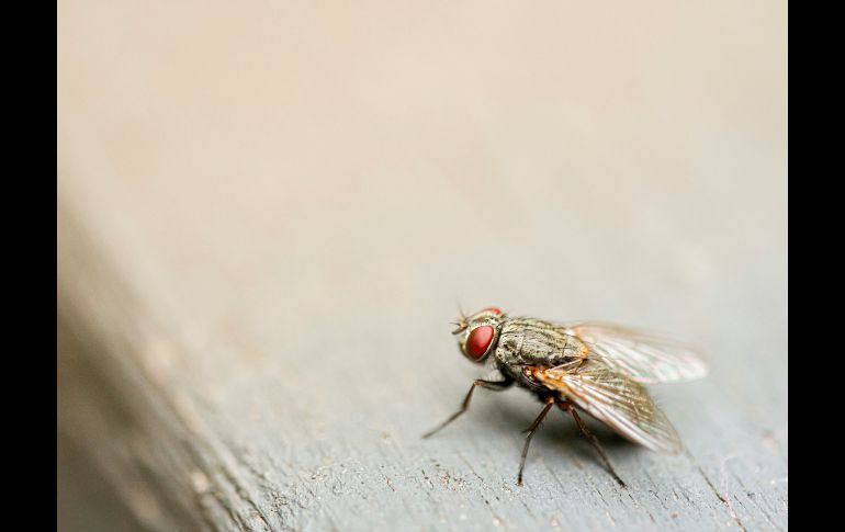 Esta biofábrica fortalecerá la capacidad del país para controlar y erradicar la plaga. UNSPLASH