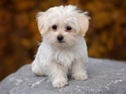 Los perros de tamaño pequeño suelen requerir menos espacio, menos alimento y cuidados más accesibles para sus dueños. CANVA