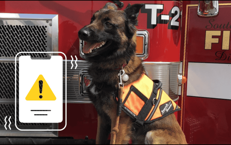 Casi el 70% de los hogares en México convive con alguna mascota. PIXABAY/ESPECIAL