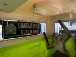 Oficiales capacitados en el manejo de fauna silvestre aseguraron al animal y lo remitieron a la Unidad de Acopio y Salud Animal Municipal de Tlajomulco. ESPECIAL / FACEBOOK Policía de Guadalajara