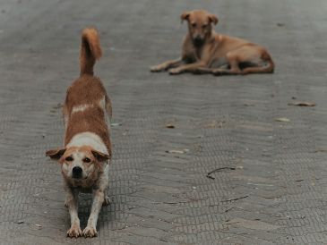 Entender estas señales es fundamental para fortalecer el vínculo diario con tu perro. UNSPLASH / CTHROUGH