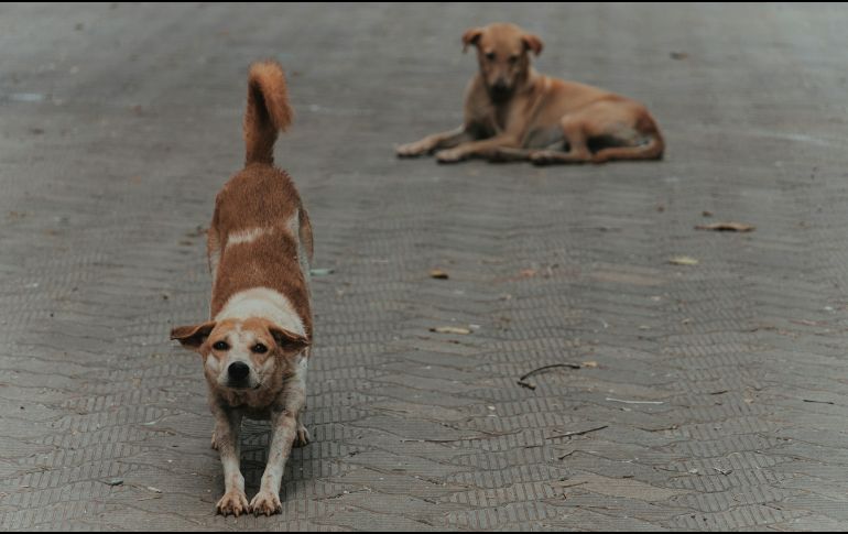 Entender estas señales es fundamental para fortalecer el vínculo diario con tu perro. UNSPLASH / CTHROUGH